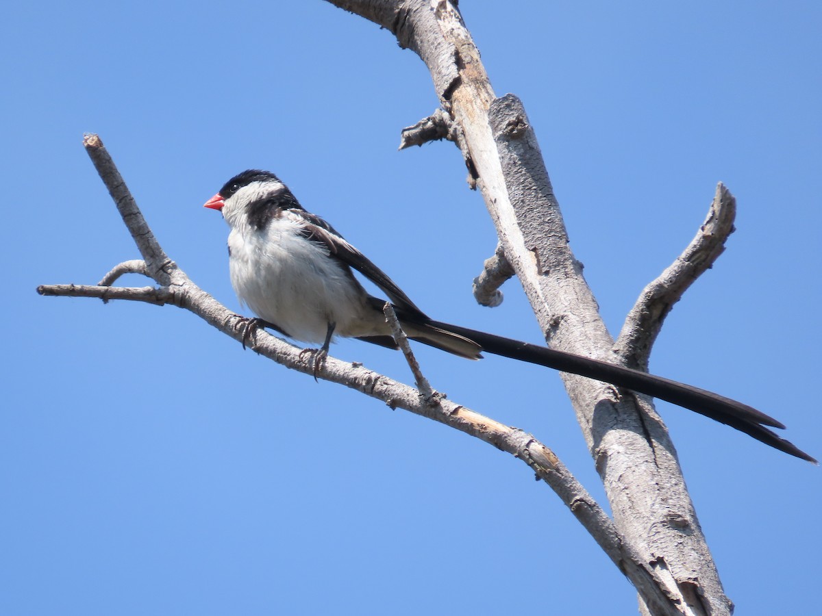 Pin-tailed Whydah - ML624051887