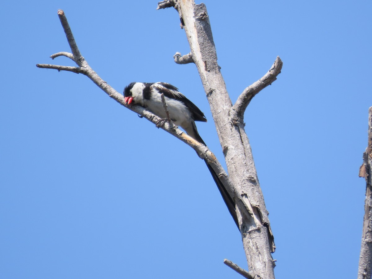 Pin-tailed Whydah - ML624051888