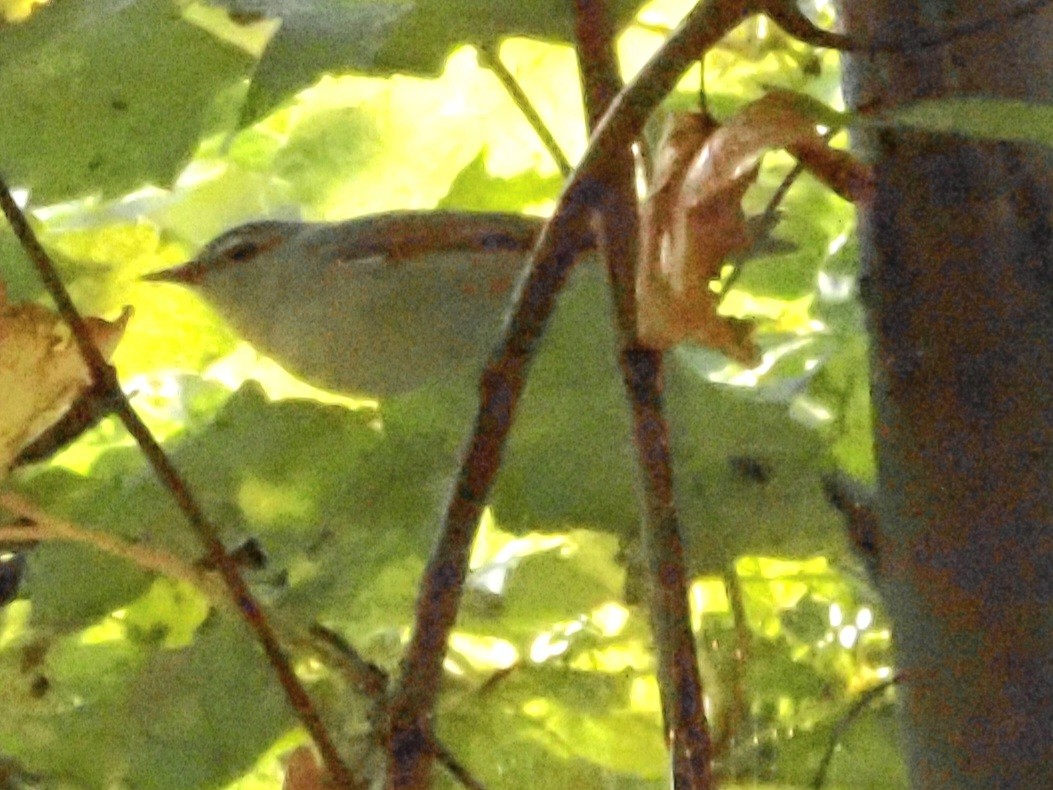 Tennessee Warbler - ML624051893