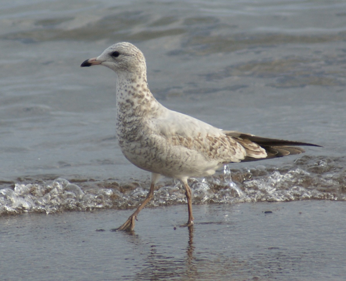 Ring-billed Gull - ML624051923