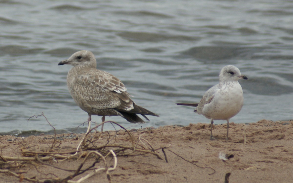 Ring-billed Gull - ML624051924