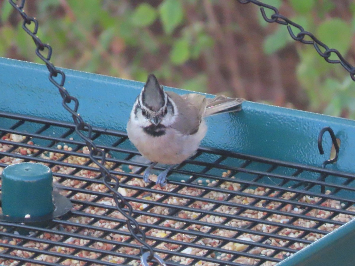 Bridled Titmouse - ML624051927