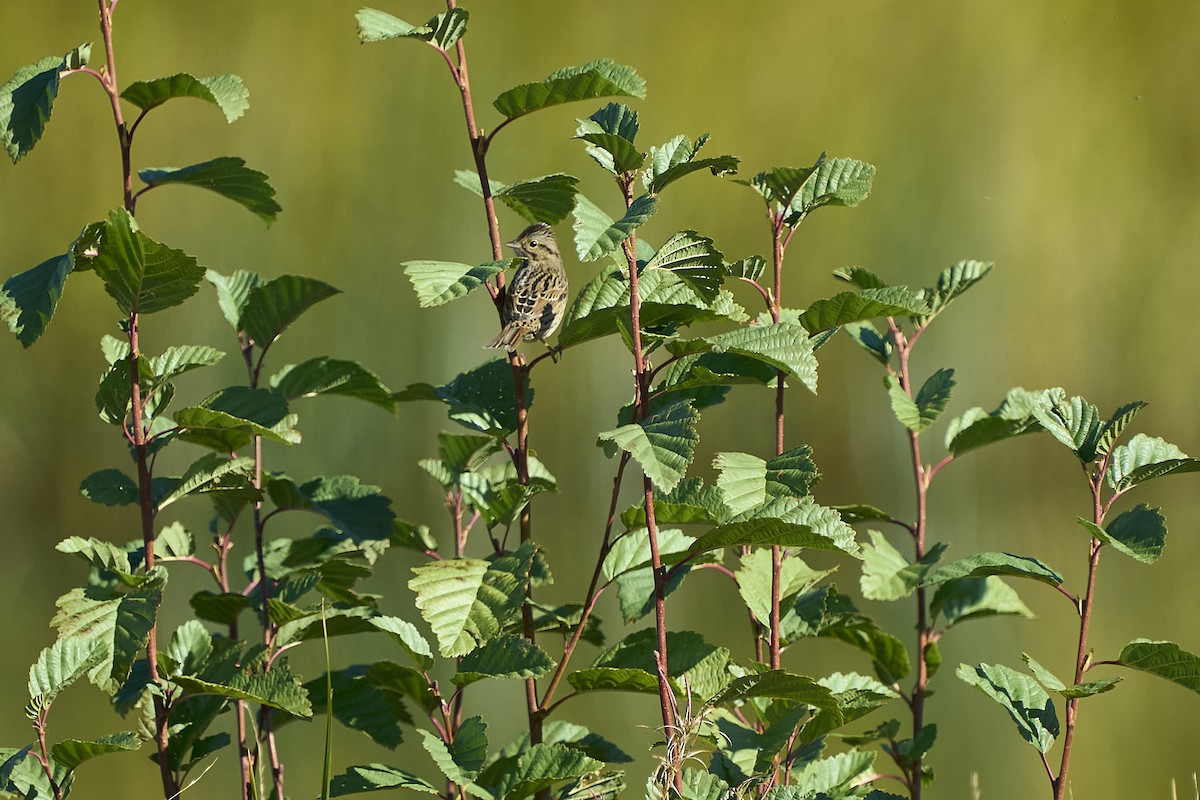 Lincoln's Sparrow - ML624051928