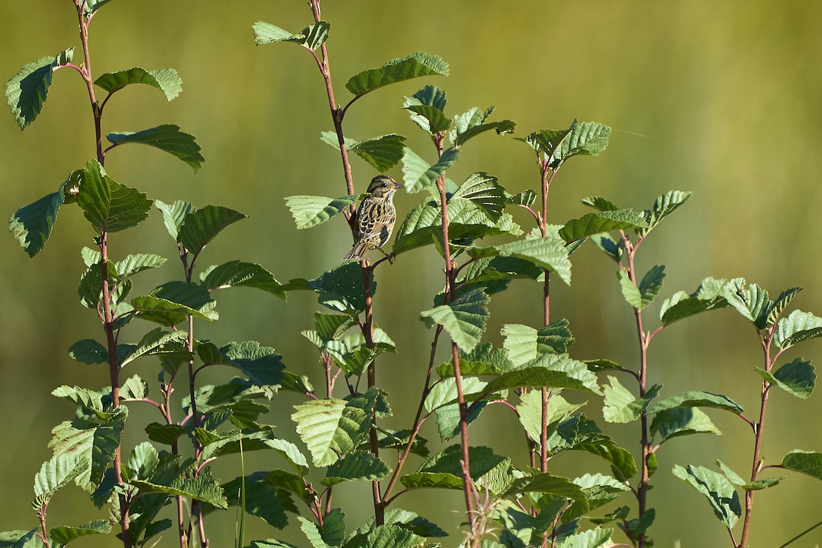 Lincoln's Sparrow - ML624051929