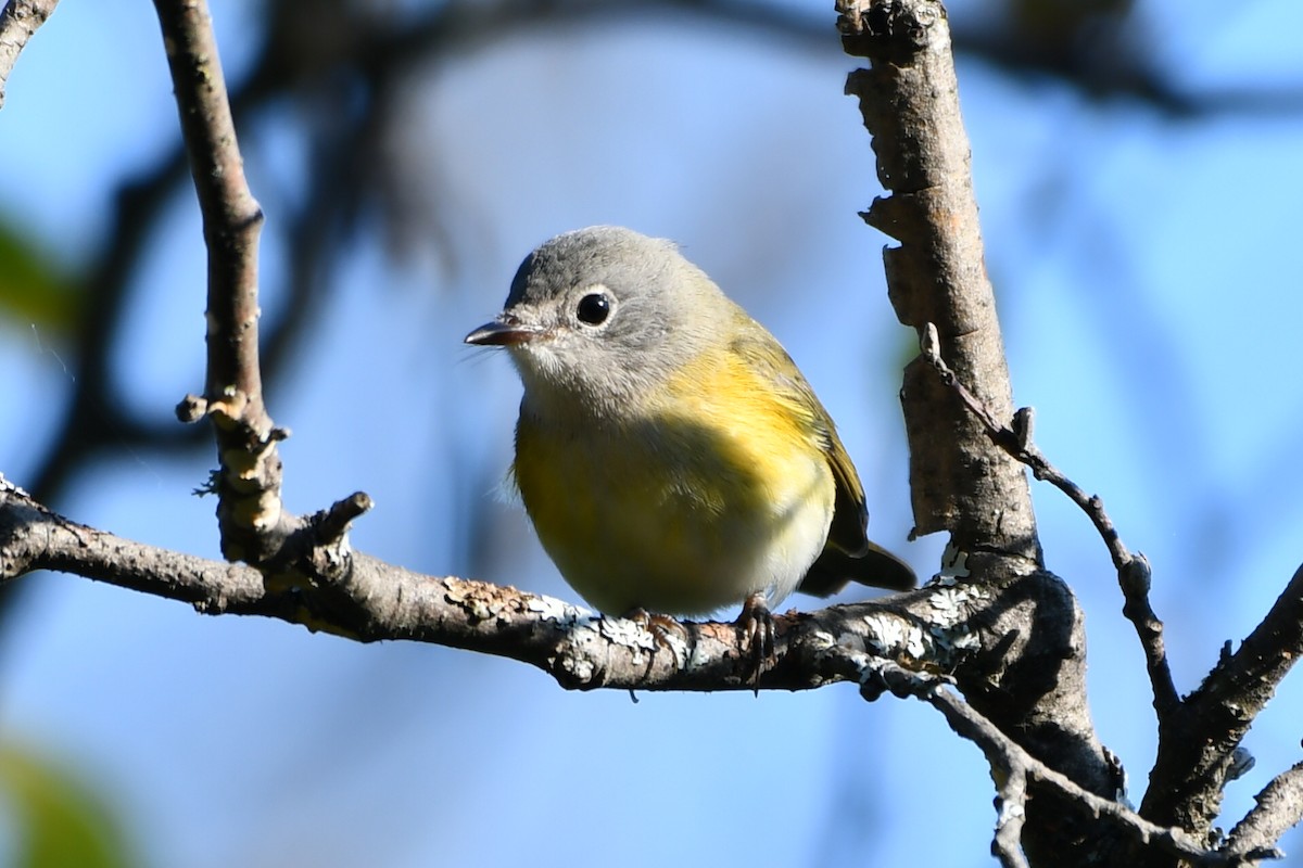 American Redstart - ML624051930