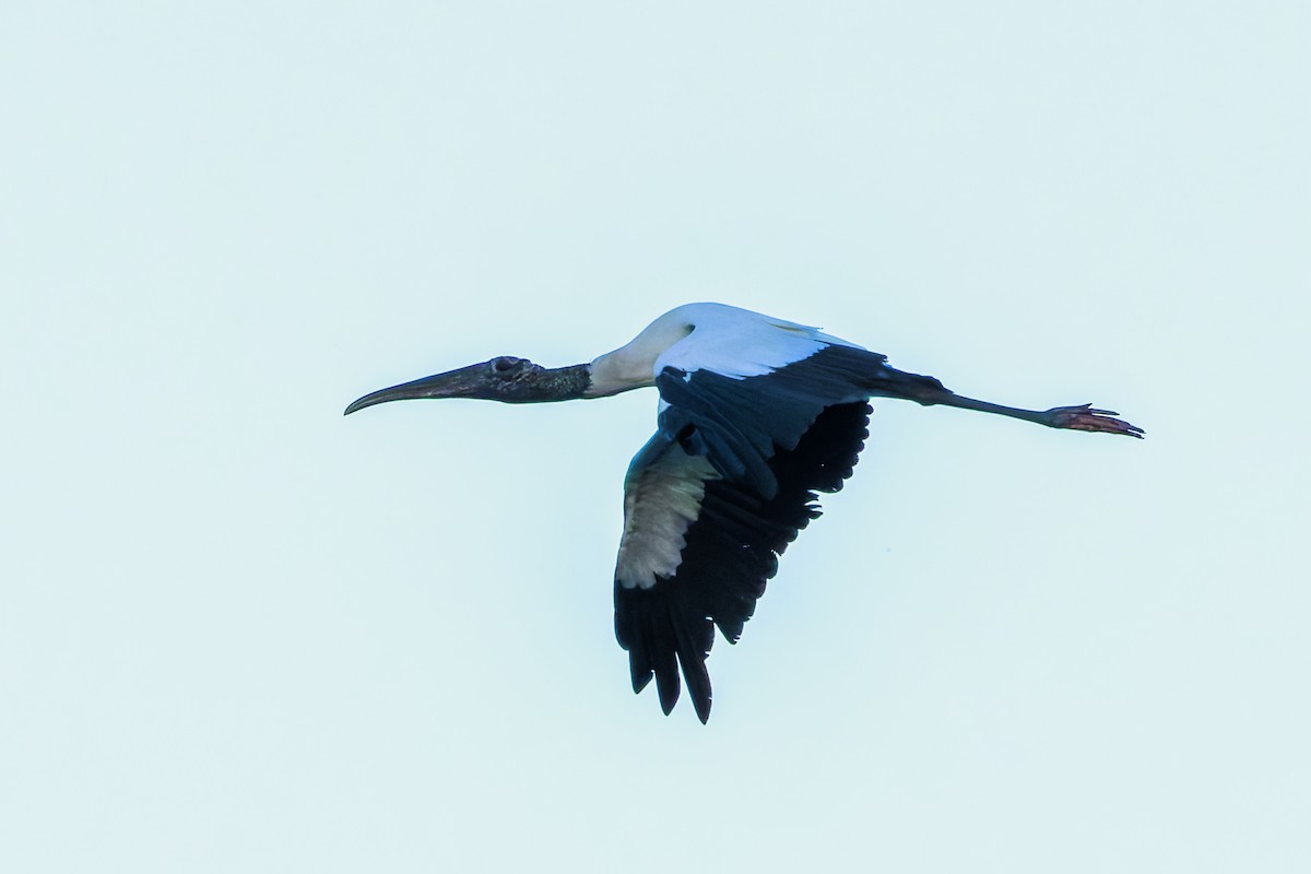 Wood Stork - ML624051934