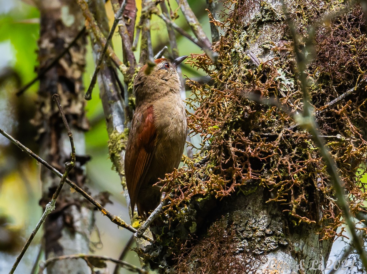 Ash-browed Spinetail - ML624051943