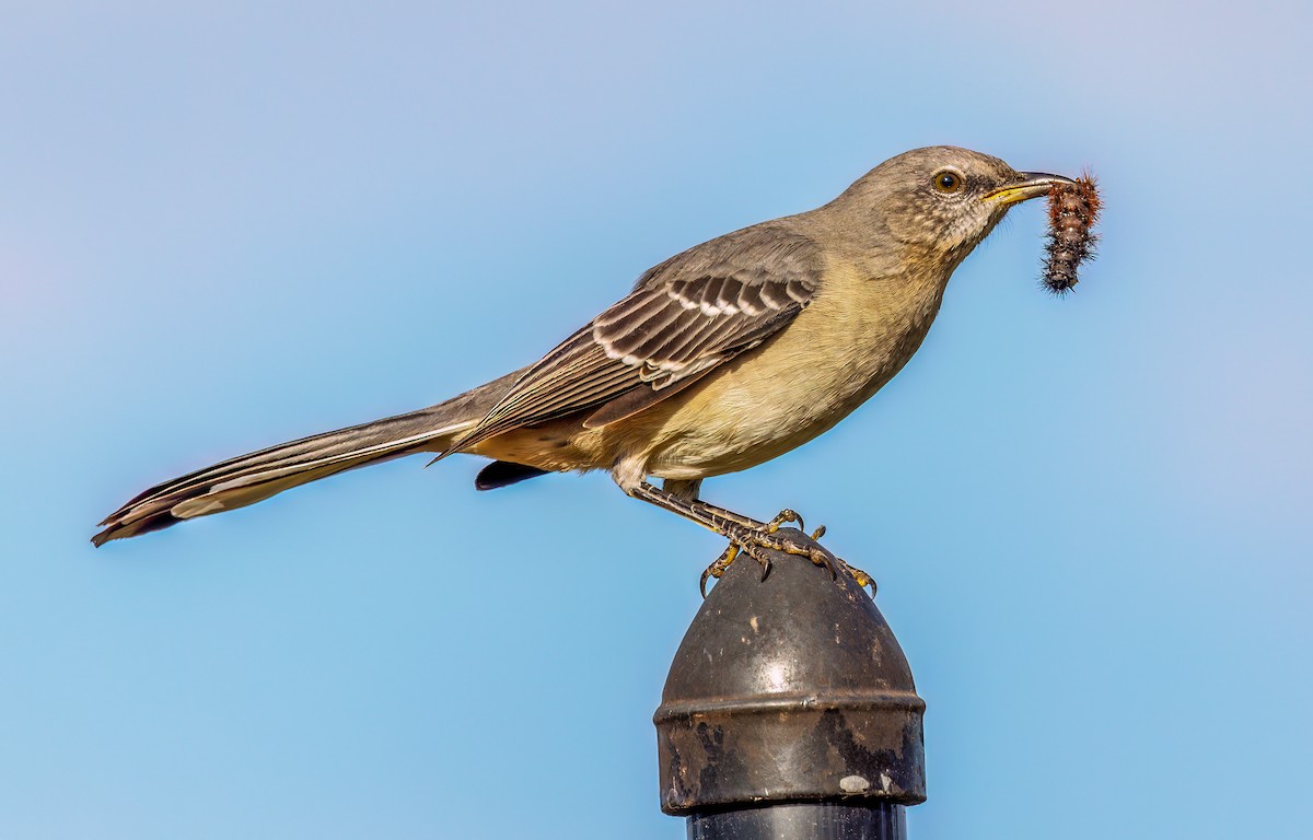 Northern Mockingbird - ML624051944