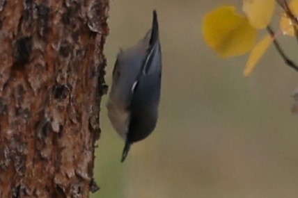 Pygmy Nuthatch - Duane Yarbrough