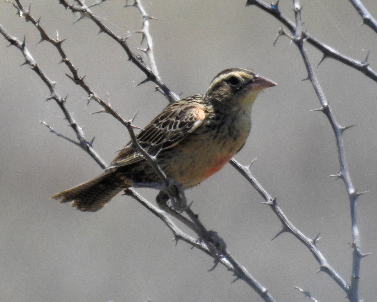 Red-breasted Meadowlark - ML624051951