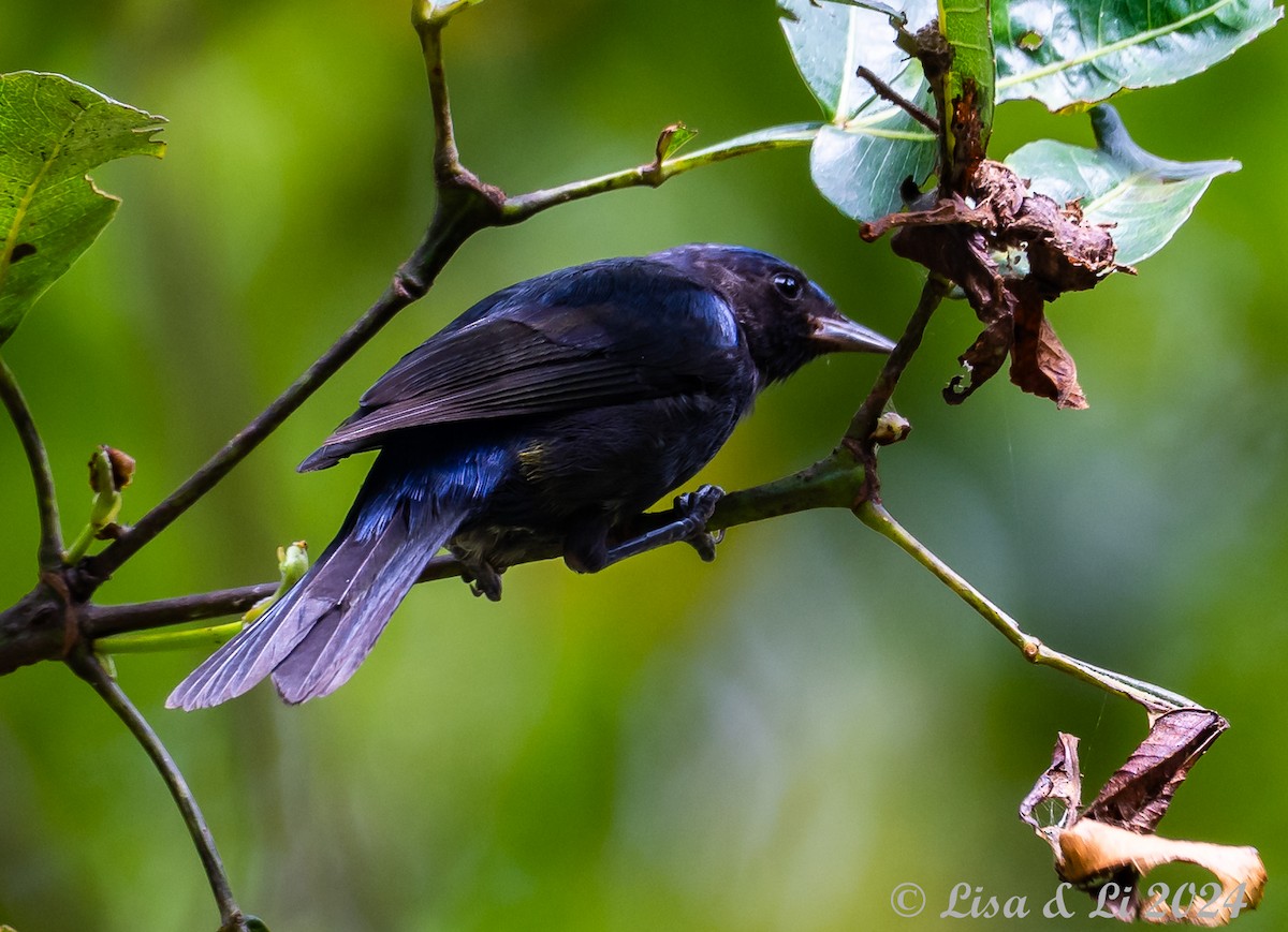 Capped Conebill - ML624051954