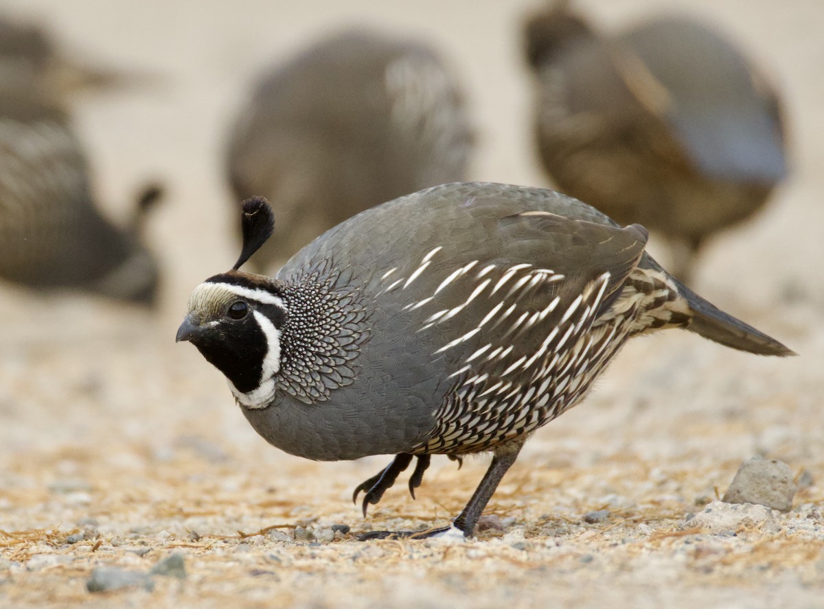 California Quail - Isaiah Chung