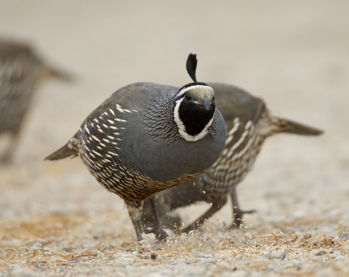 California Quail - Isaiah Chung