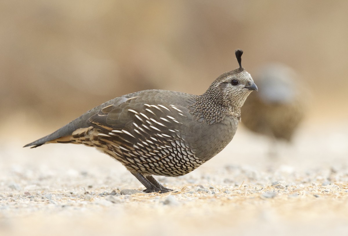 California Quail - Isaiah Chung