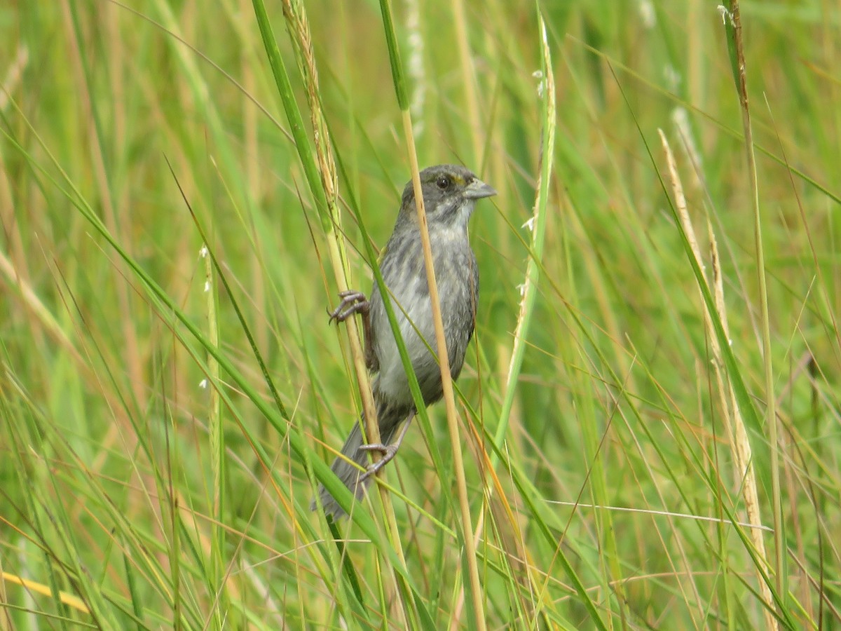 Seaside Sparrow - ML624052017