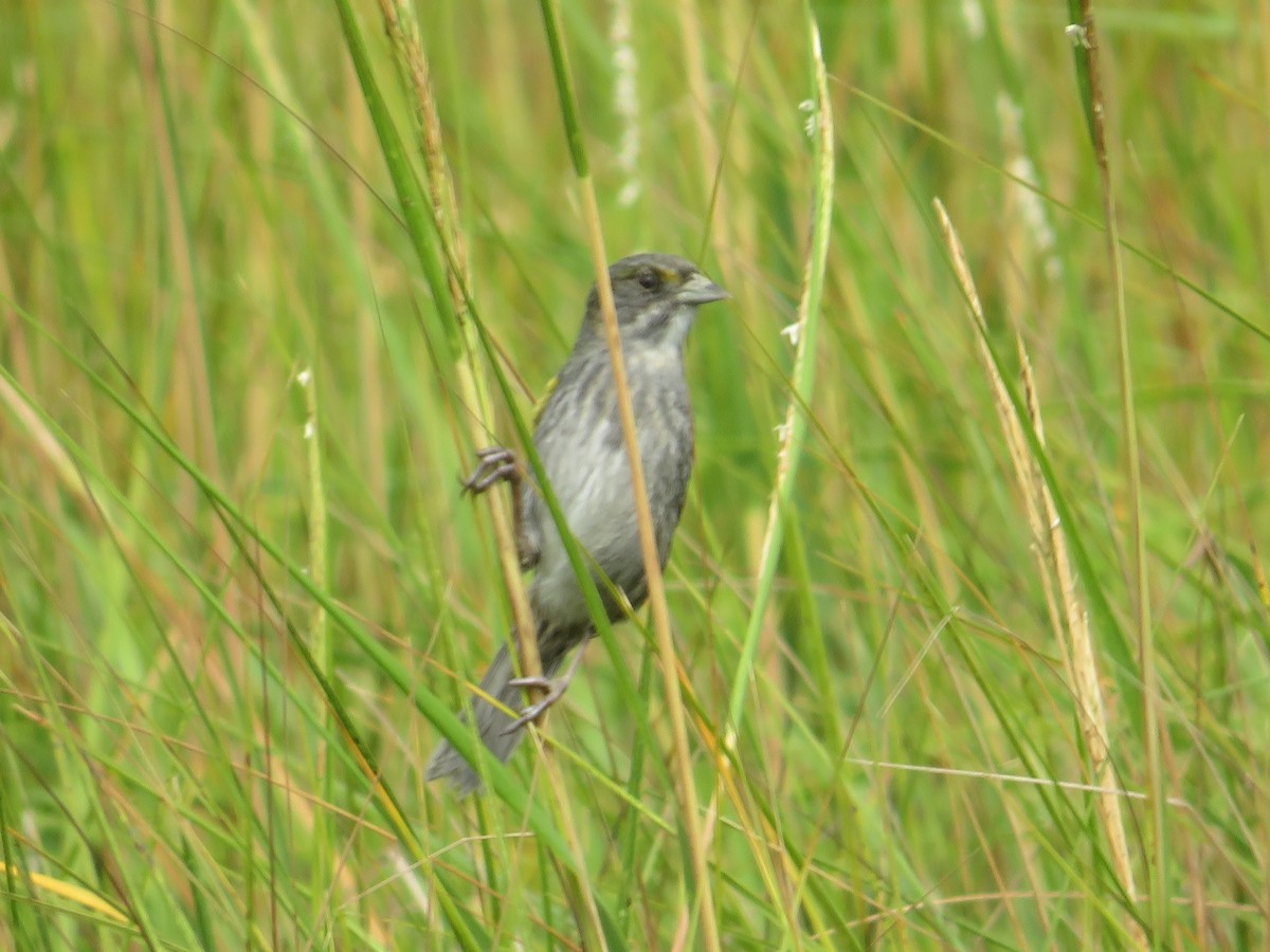 Seaside Sparrow - ML624052018