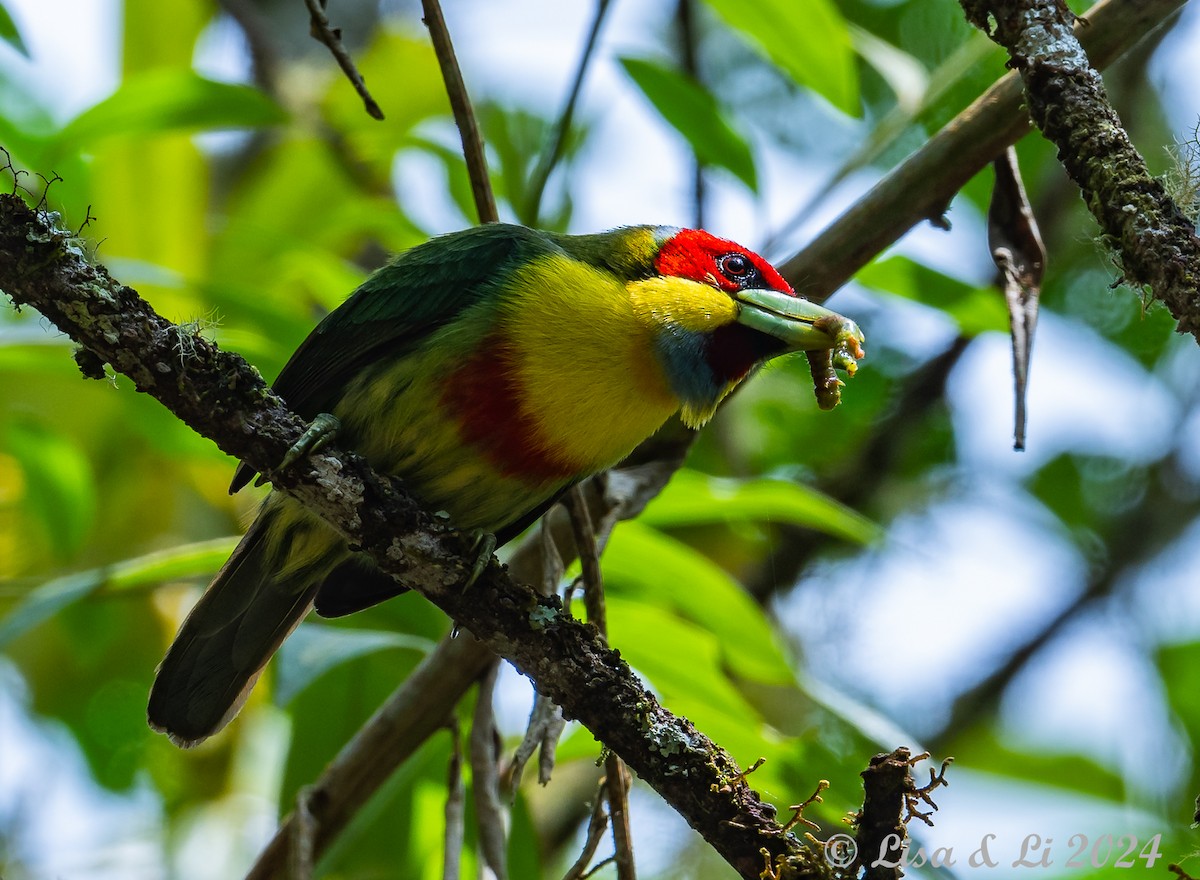 Çok Renkli Barbet - ML624052023