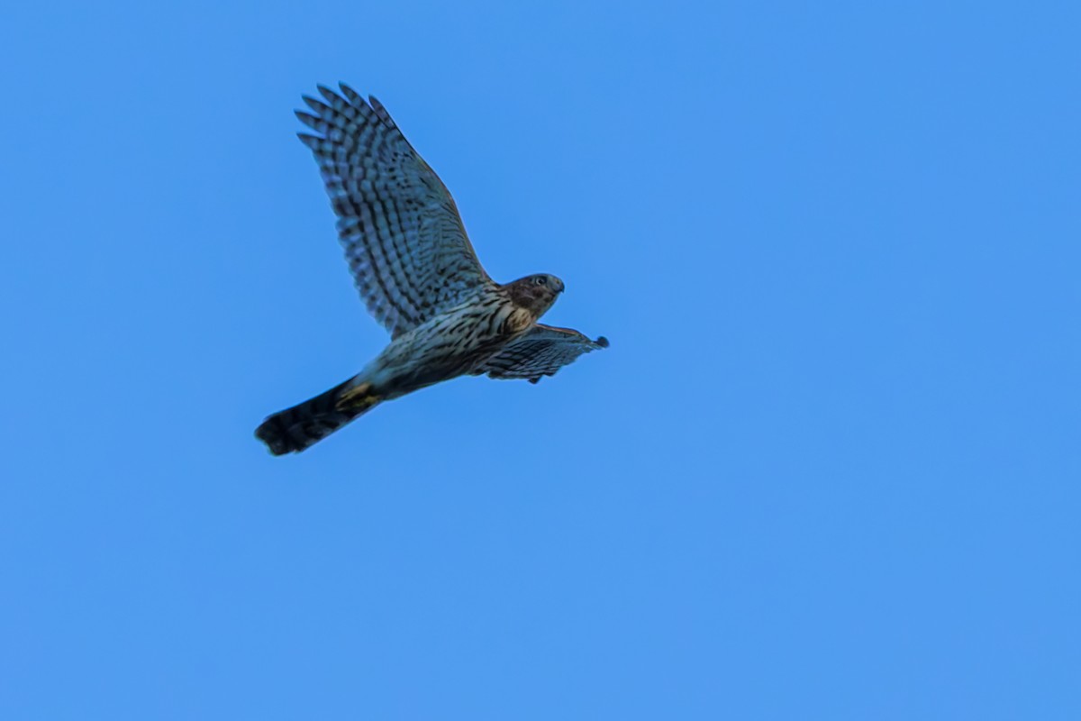 Cooper's Hawk - ML624052035