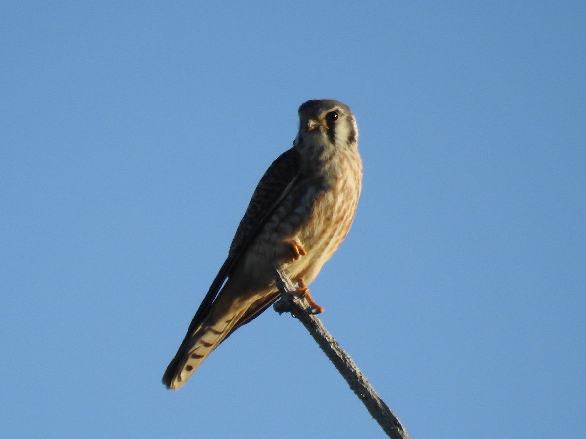 American Kestrel - ML624052043