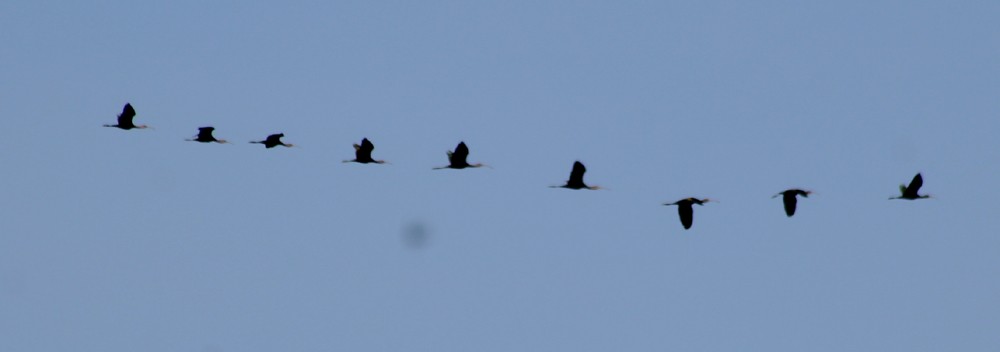 White-faced Ibis - ML624052044