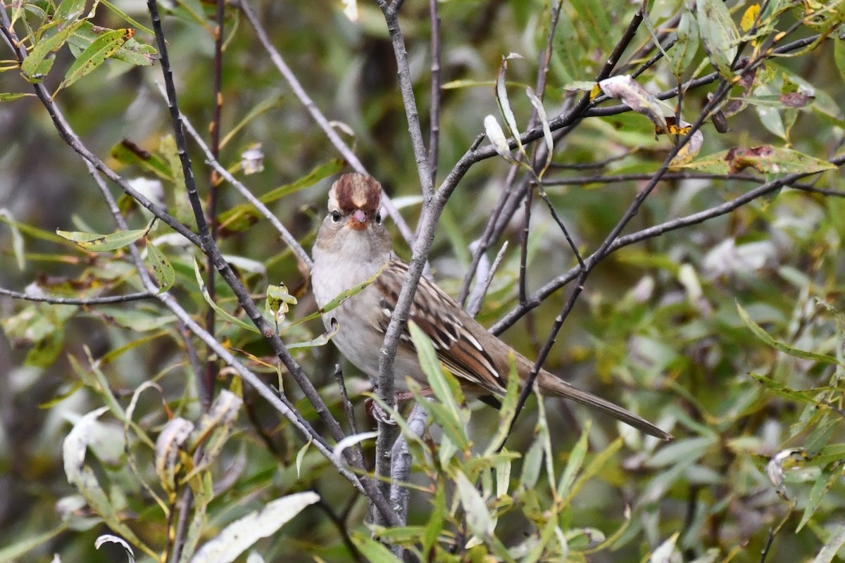 White-crowned Sparrow - ML624052052