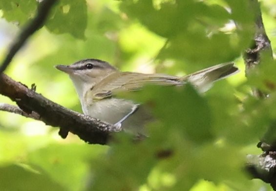 Red-eyed Vireo - ML624052053