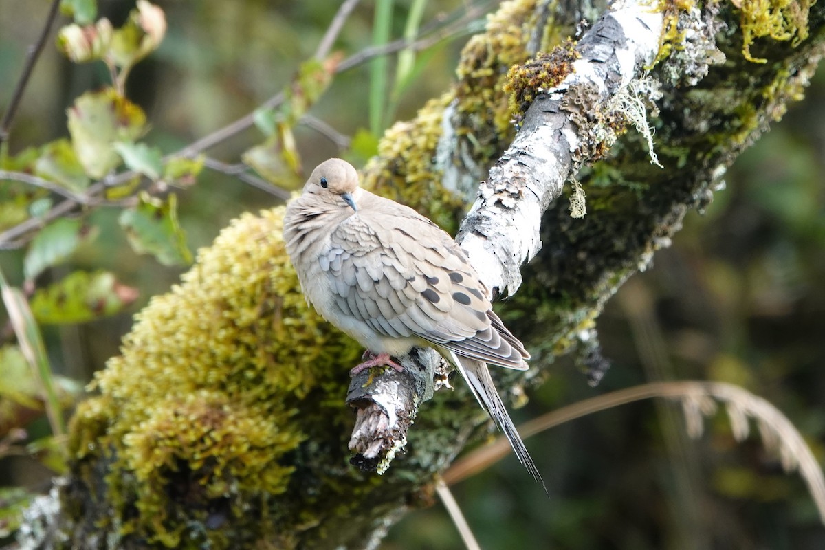 Mourning Dove - ML624052062