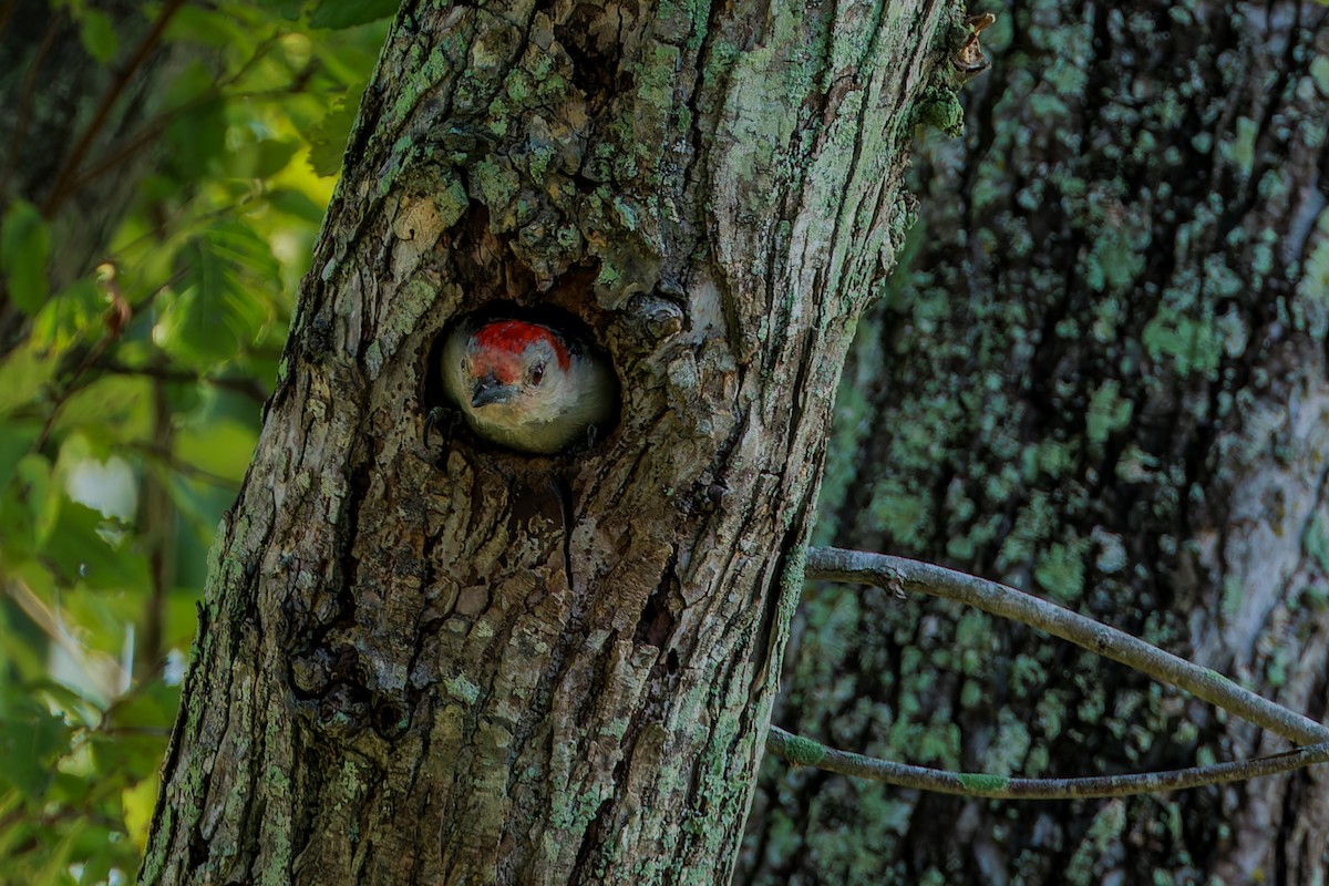 Red-bellied Woodpecker - ML624052066