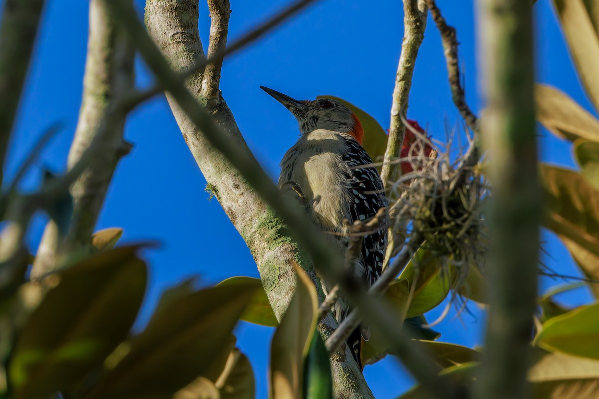 Red-bellied Woodpecker - ML624052067