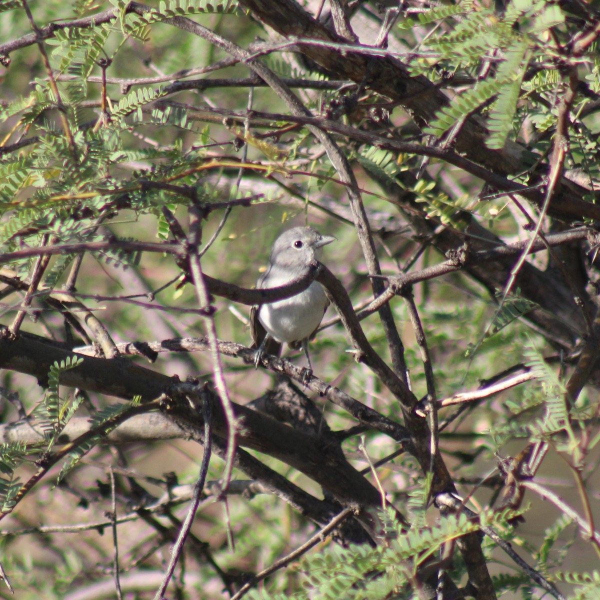 Gray Vireo - ML624052079