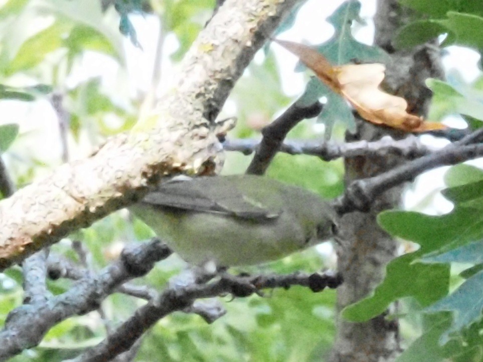 Tennessee Warbler - ML624052082