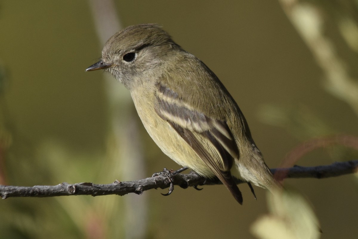 Hammond's Flycatcher - Michael Smith