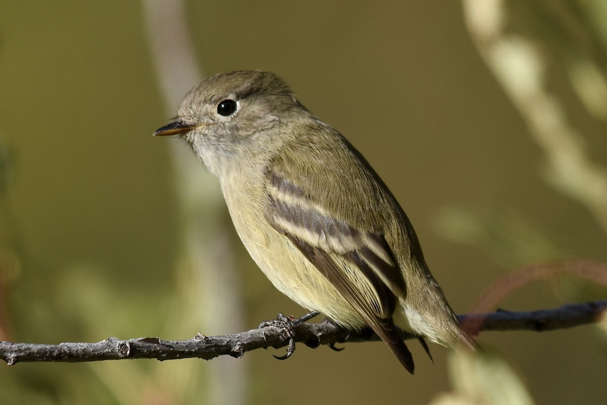 Hammond's Flycatcher - ML624052103