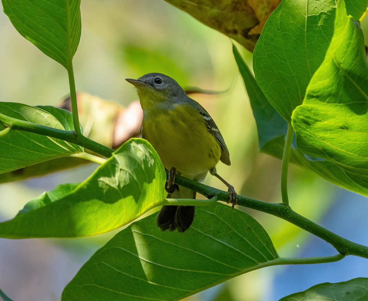 Magnolia Warbler - Eric Bodker