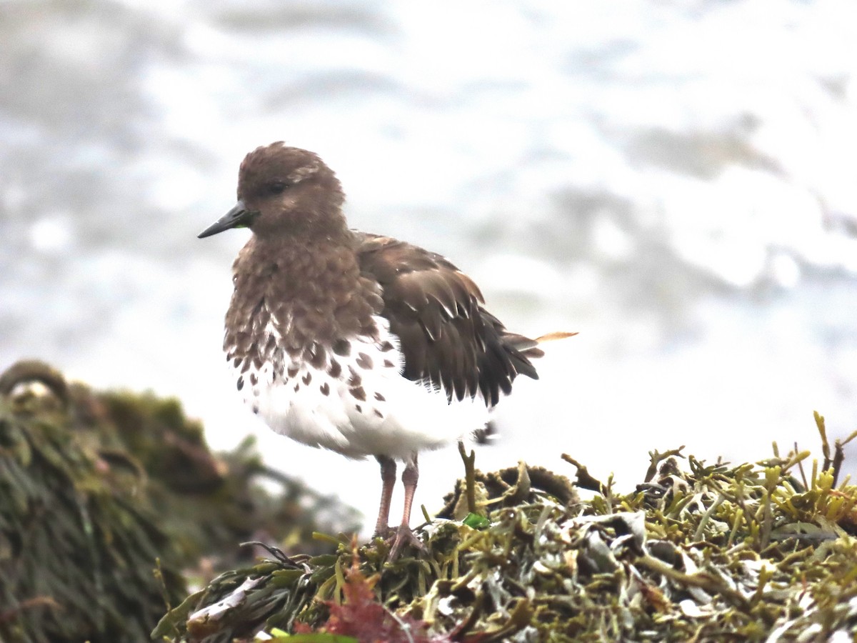 Black Turnstone - ML624052117