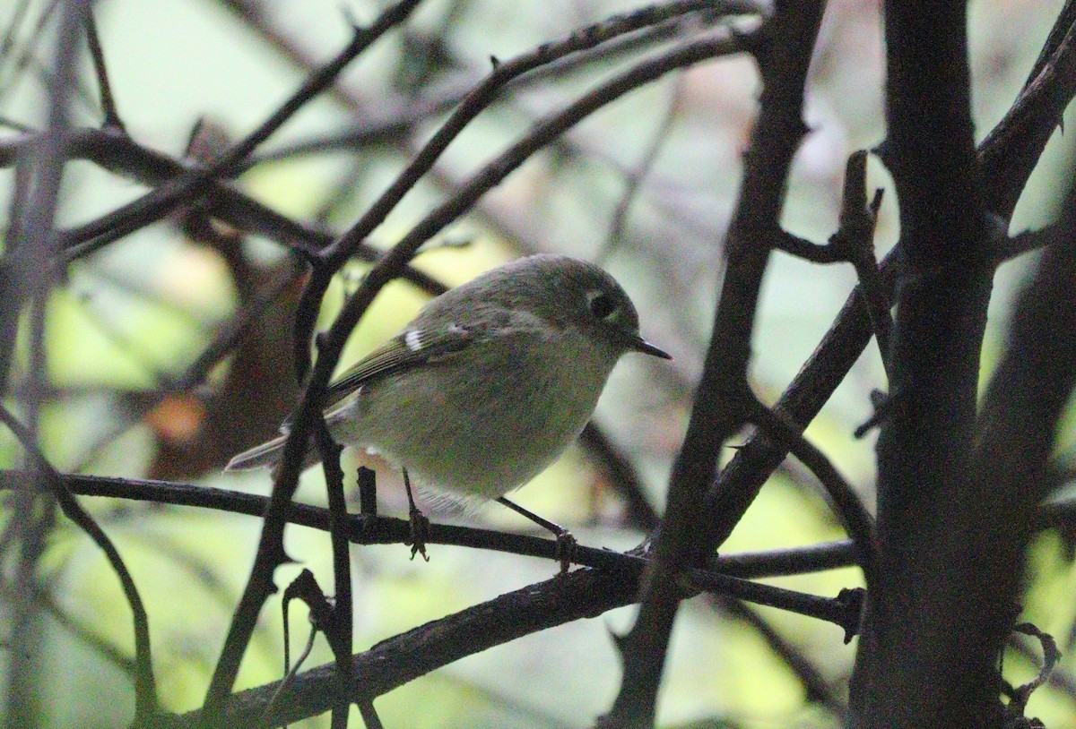 rubinfuglekonge - ML624052124