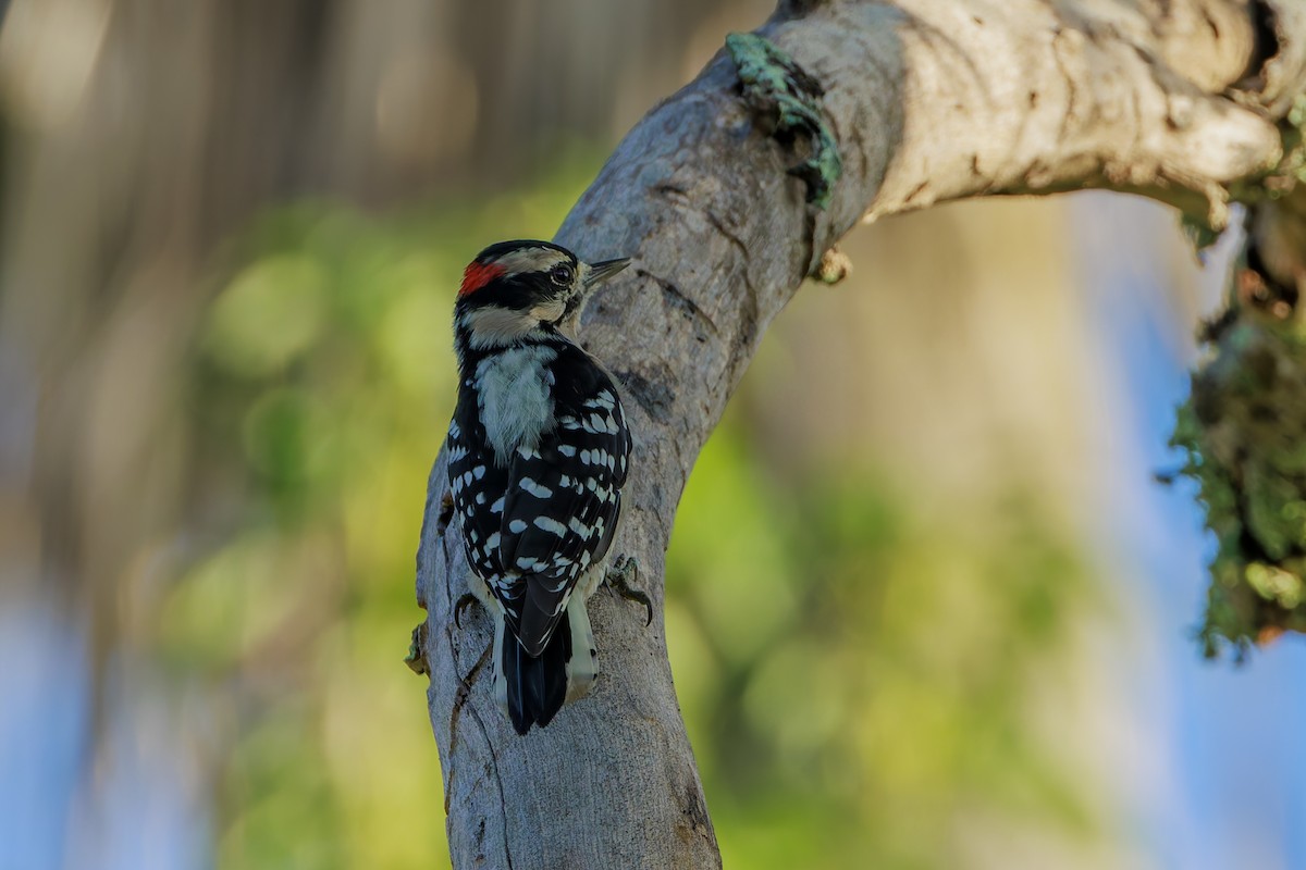 Downy Woodpecker - ML624052126