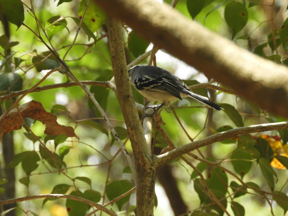 Black-capped Antwren - Alejandro Penco