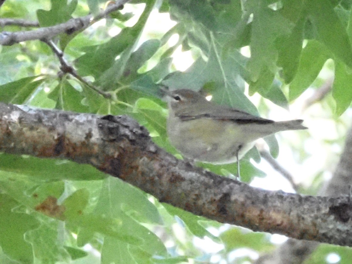 Tennessee Warbler - ML624052139