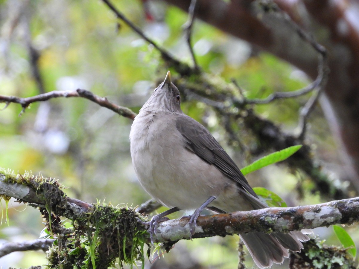 Clay-colored Thrush - ML624052140