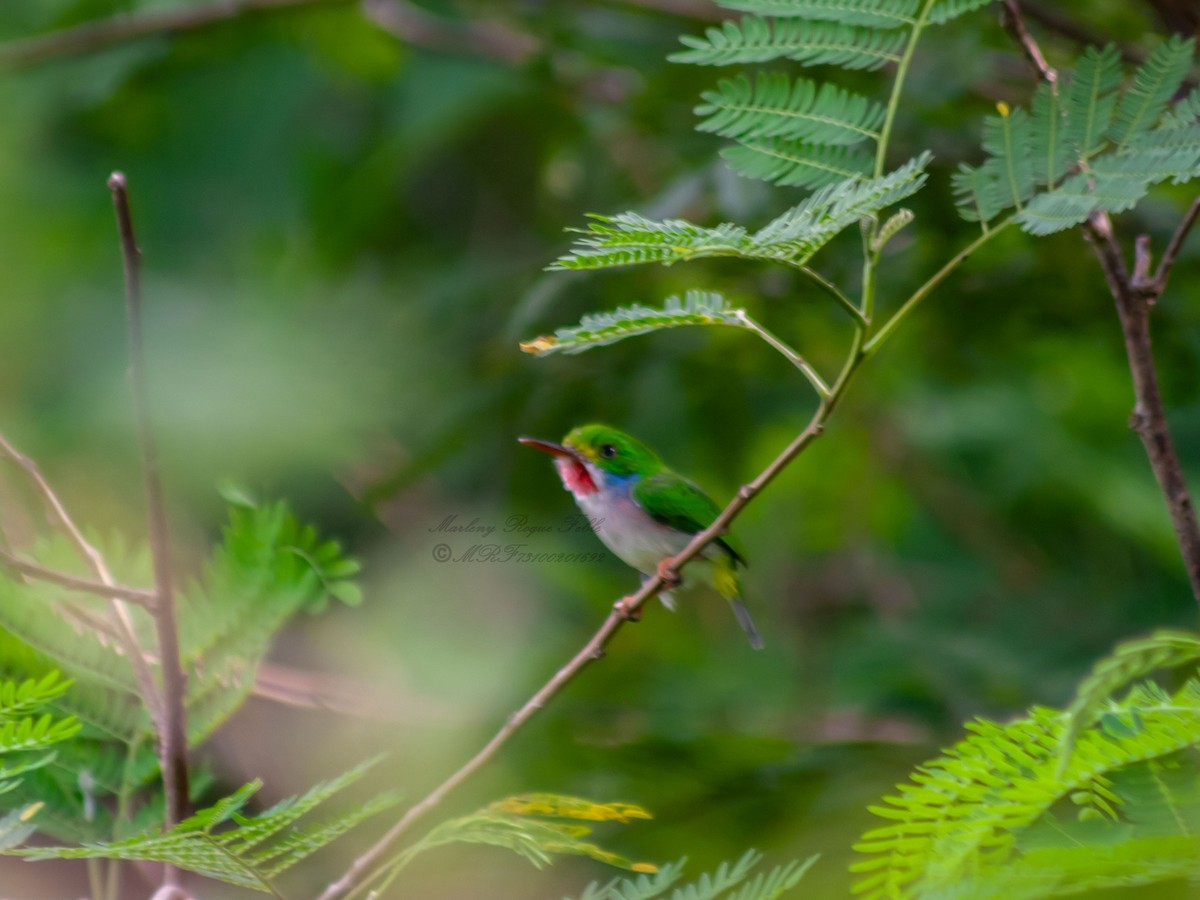 Cuban Tody - ML624052169