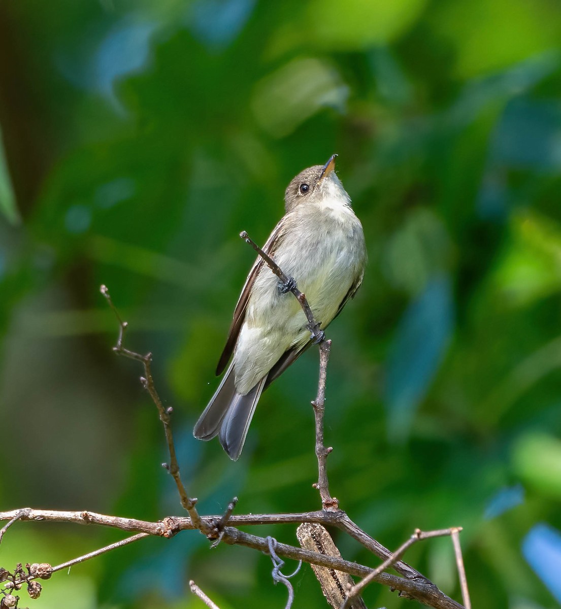 Eastern Wood-Pewee - ML624052185