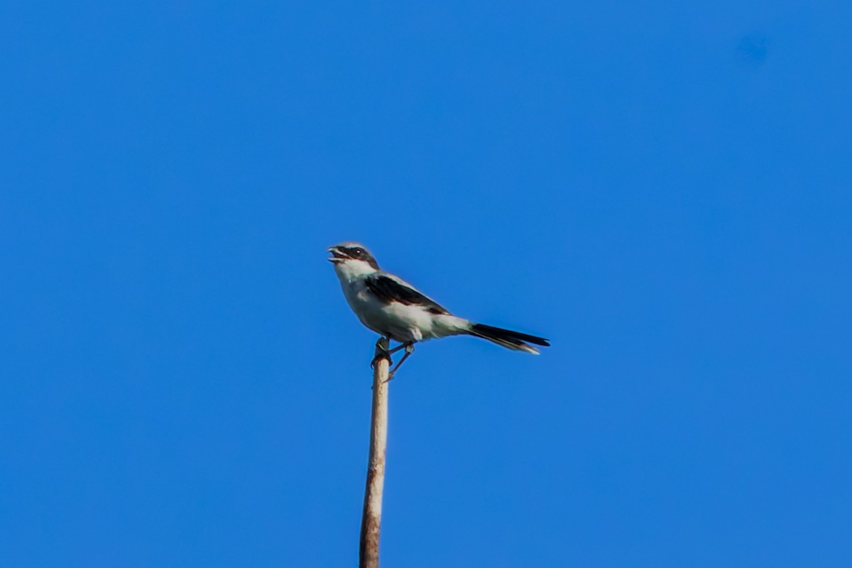 Loggerhead Shrike - Frank Dietze