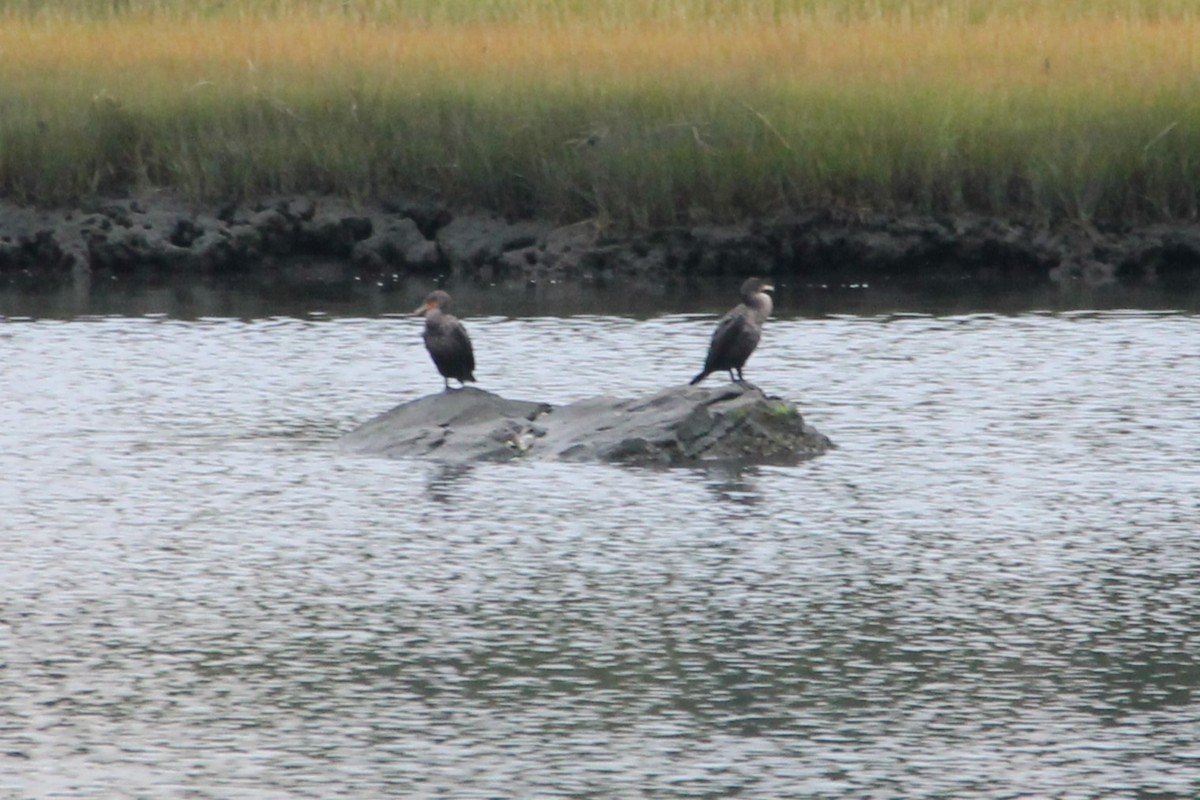 Double-crested Cormorant - ML624052203