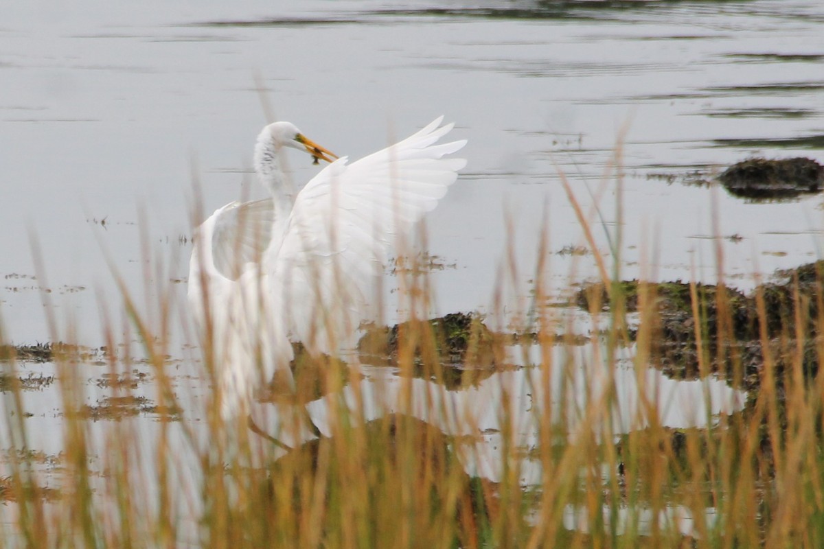 Great Egret - ML624052211