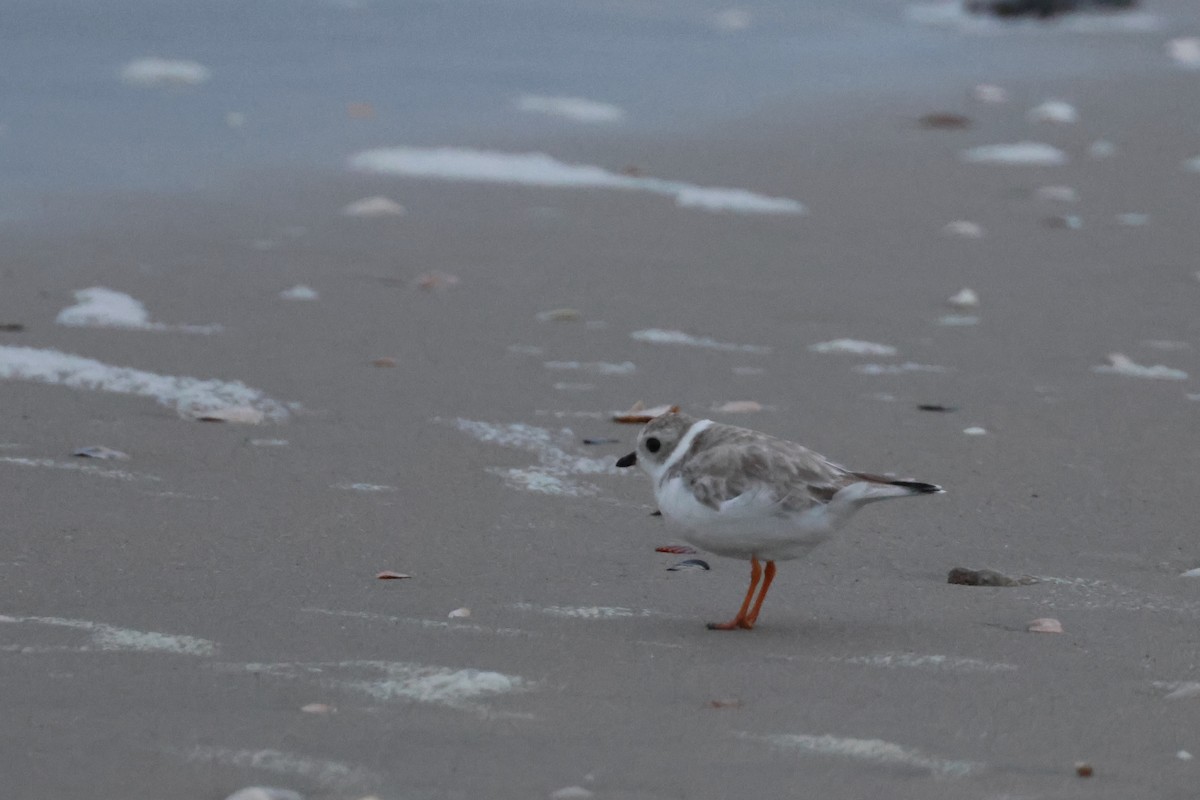 Piping Plover - ML624052216