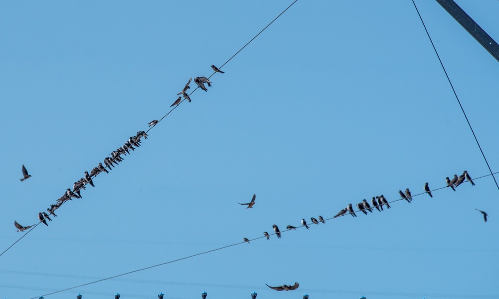 Purple Martin - ML624052217