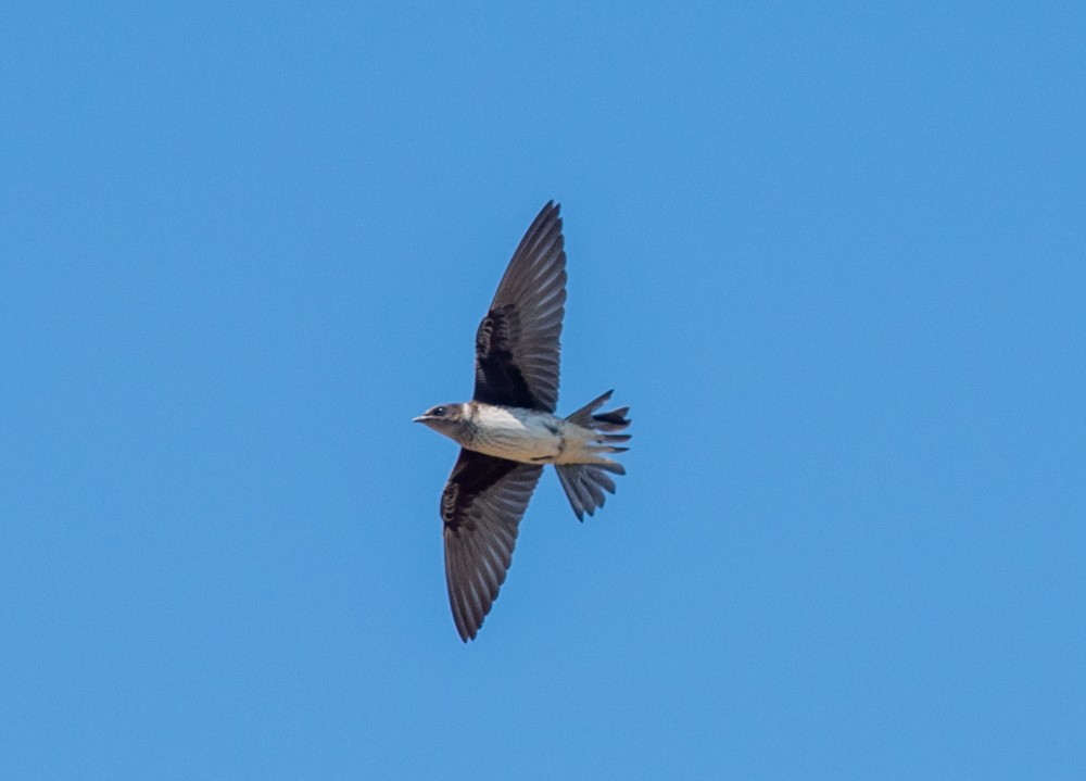 Purple Martin - ML624052219