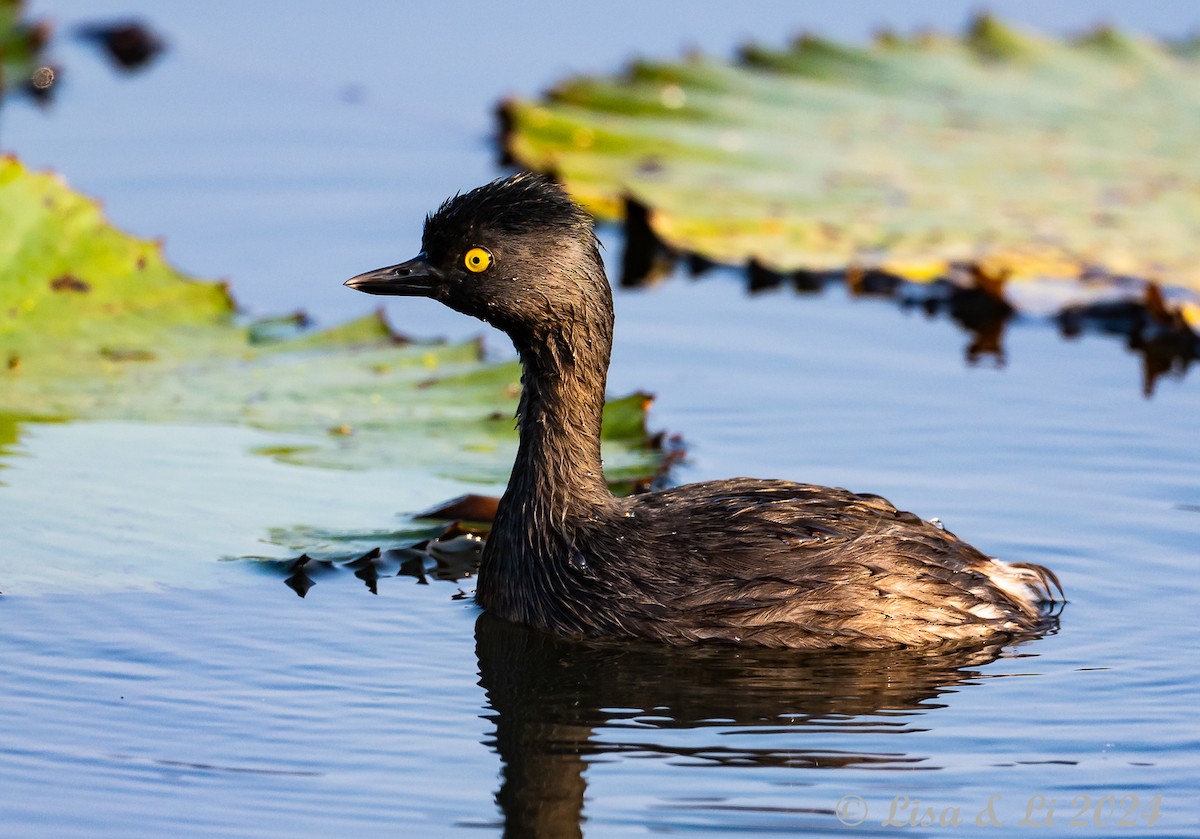 Least Grebe - Lisa & Li Li