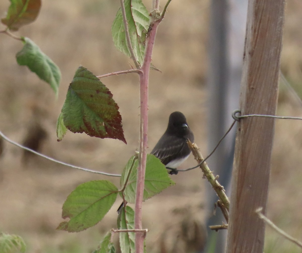 Black Phoebe - ML624052244